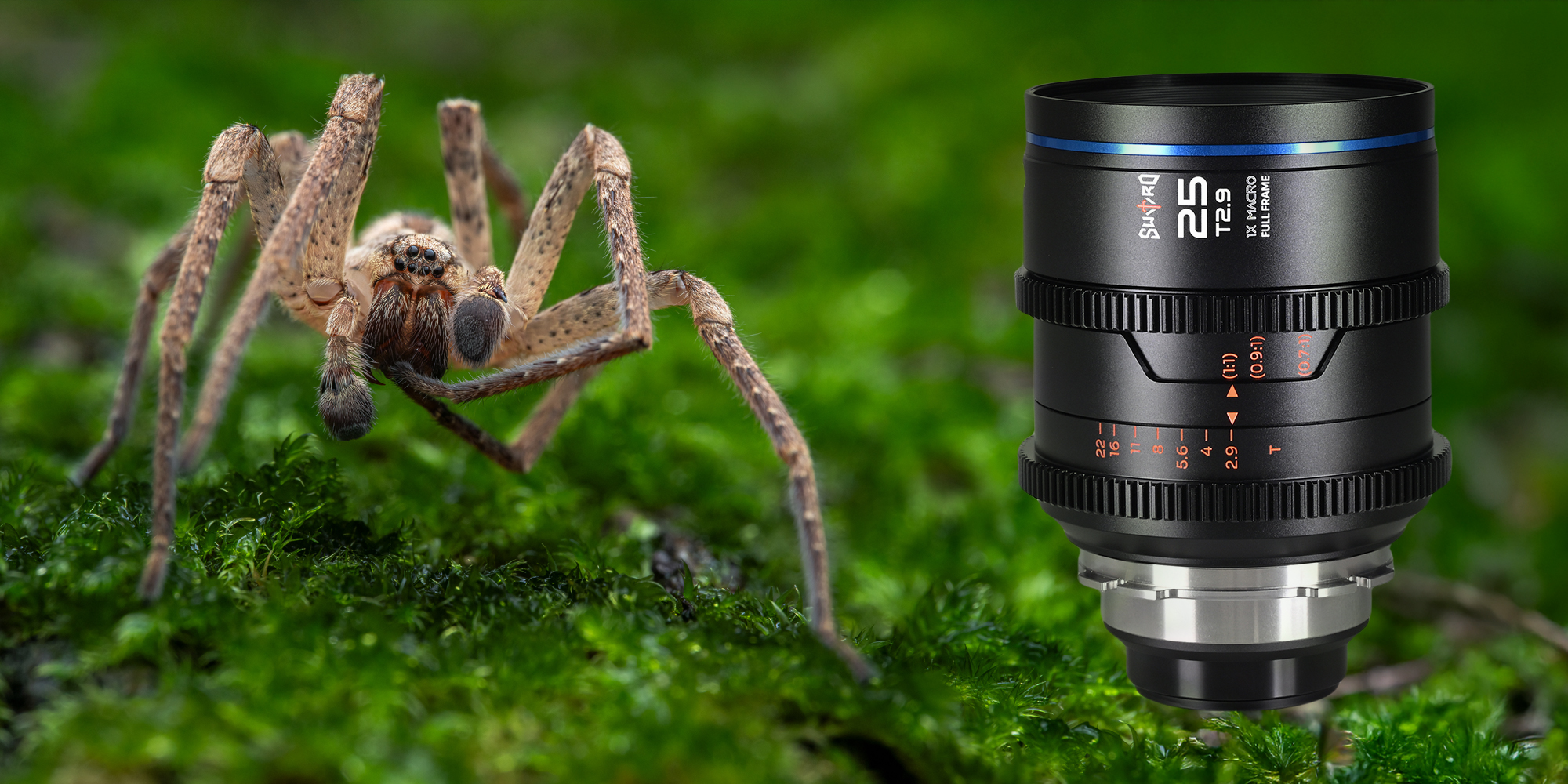 Obiektyw Laowa Sword 25 mm T2,9 1x Macro Cine do Arri PL i zdjęcie makro przedstawiające pająka